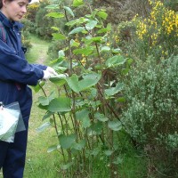 Knotweed hybrid